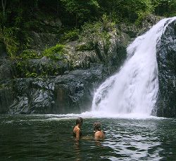 Daintree Rainforest